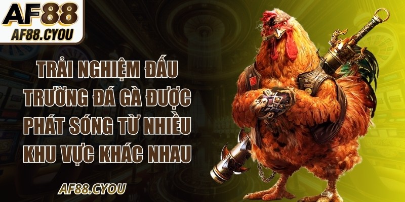 Trải nghiệm đấu trường đá gà được phát sóng từ nhiều khu vực khác nhau